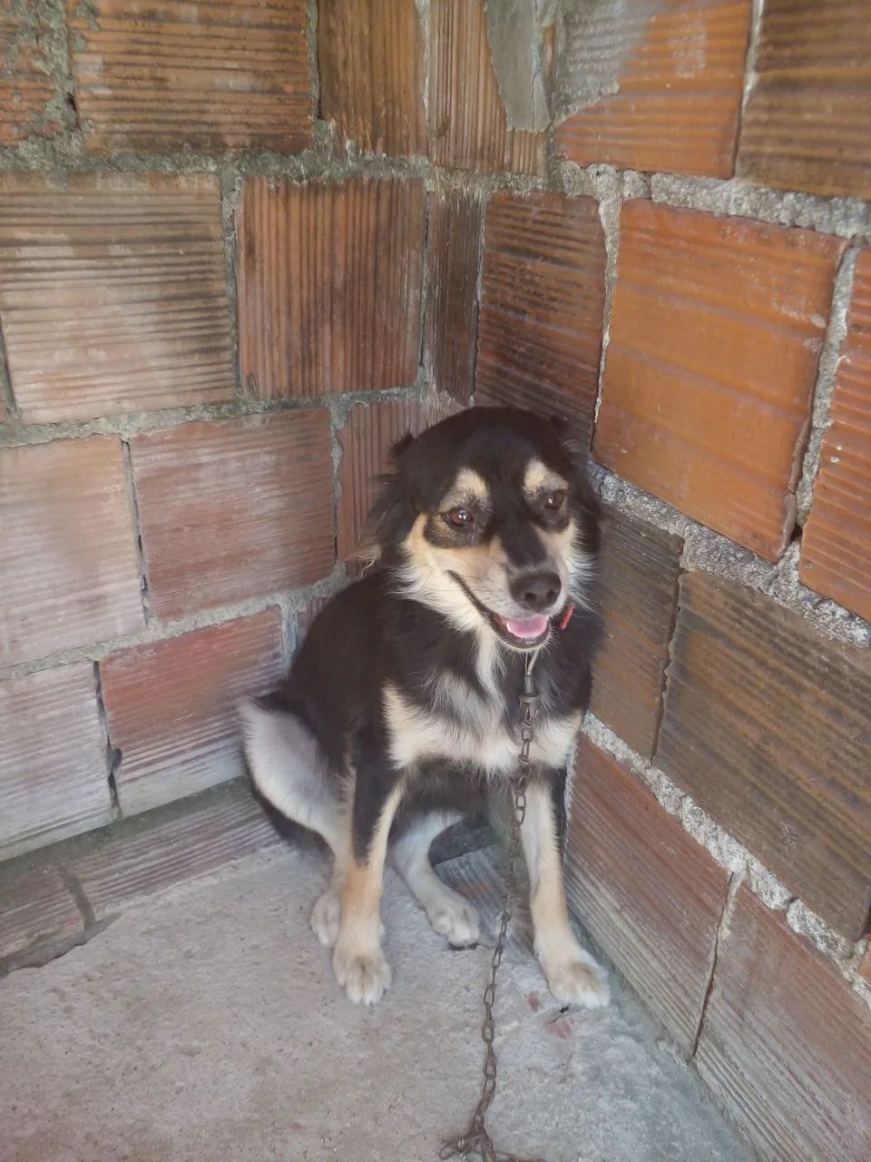 Doação de cadela