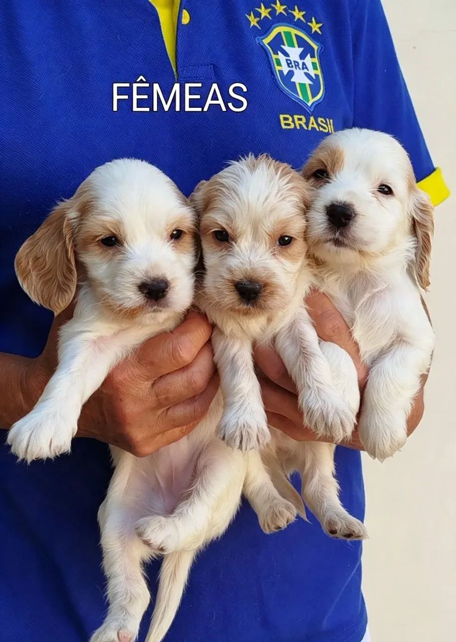 Cocker Spaniel Inglês! Machos e Fêmeas! - Foto 5