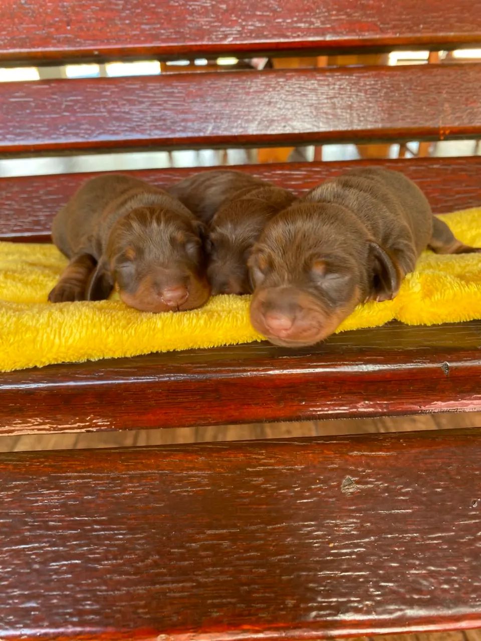 BassetDachshund  - Foto 2
