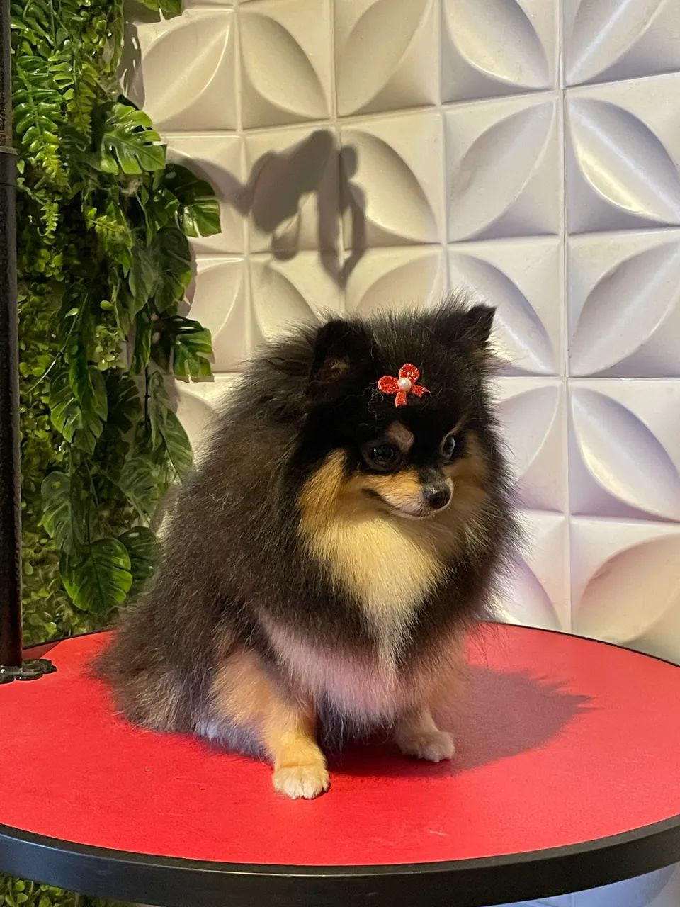 Spitz Alemão fêmea  - Foto 4