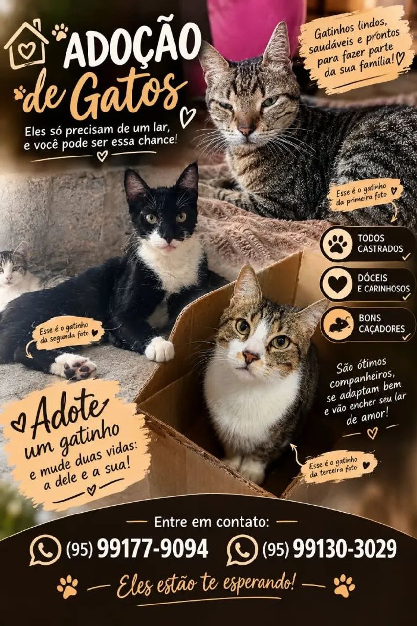 Animais doação 