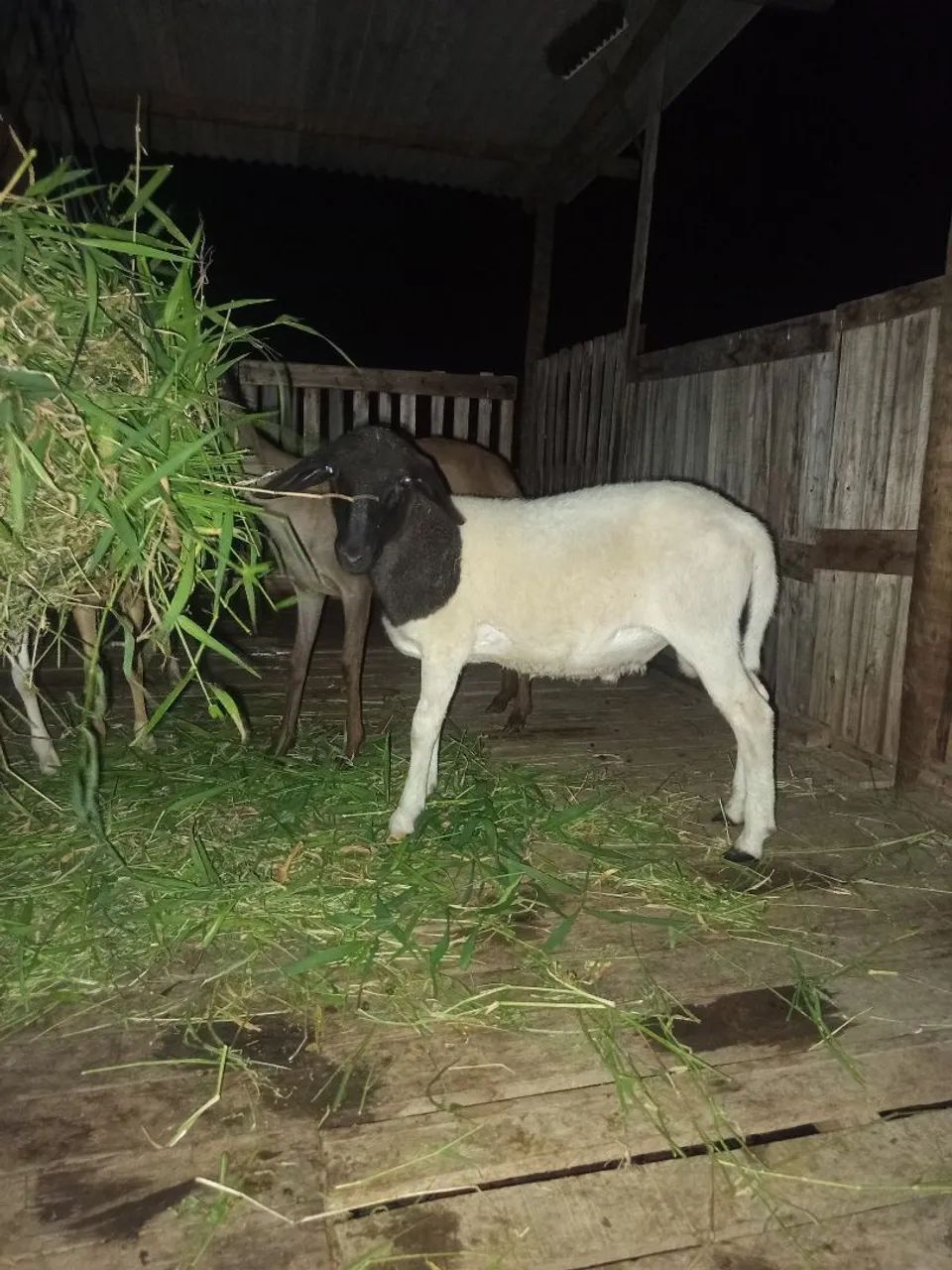 Borrego Dorper - Foto 2