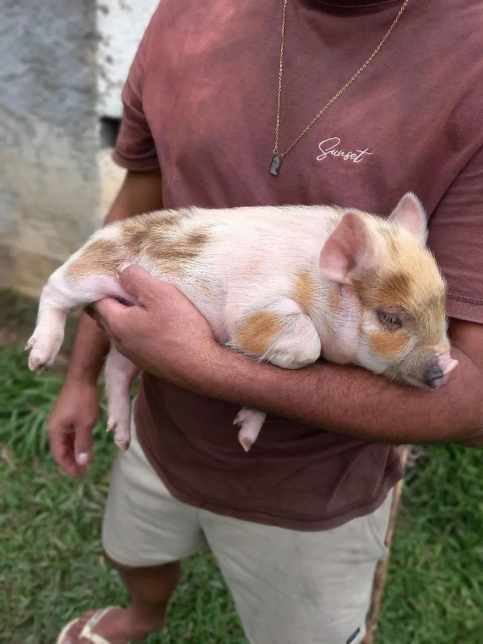 Mini pig (MATRIZ)  - Foto 3