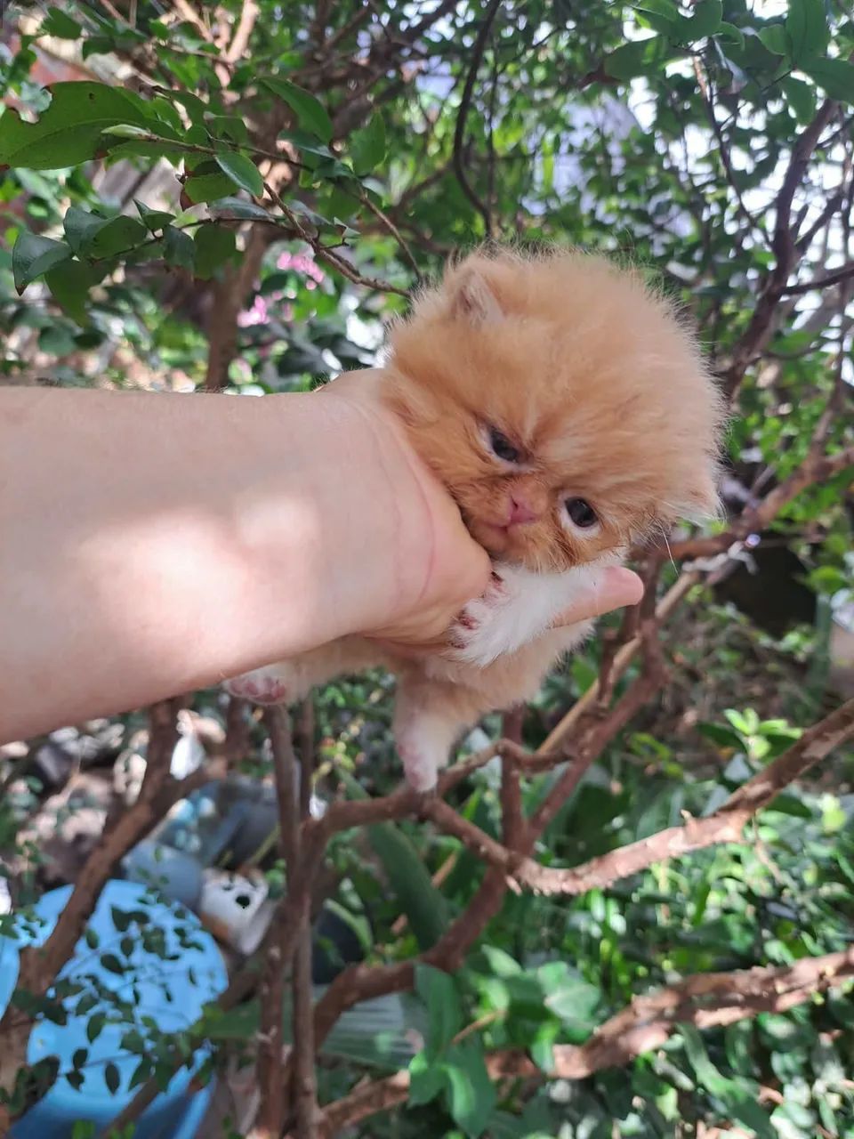 Gatos persa@elisandrapet - Foto 3