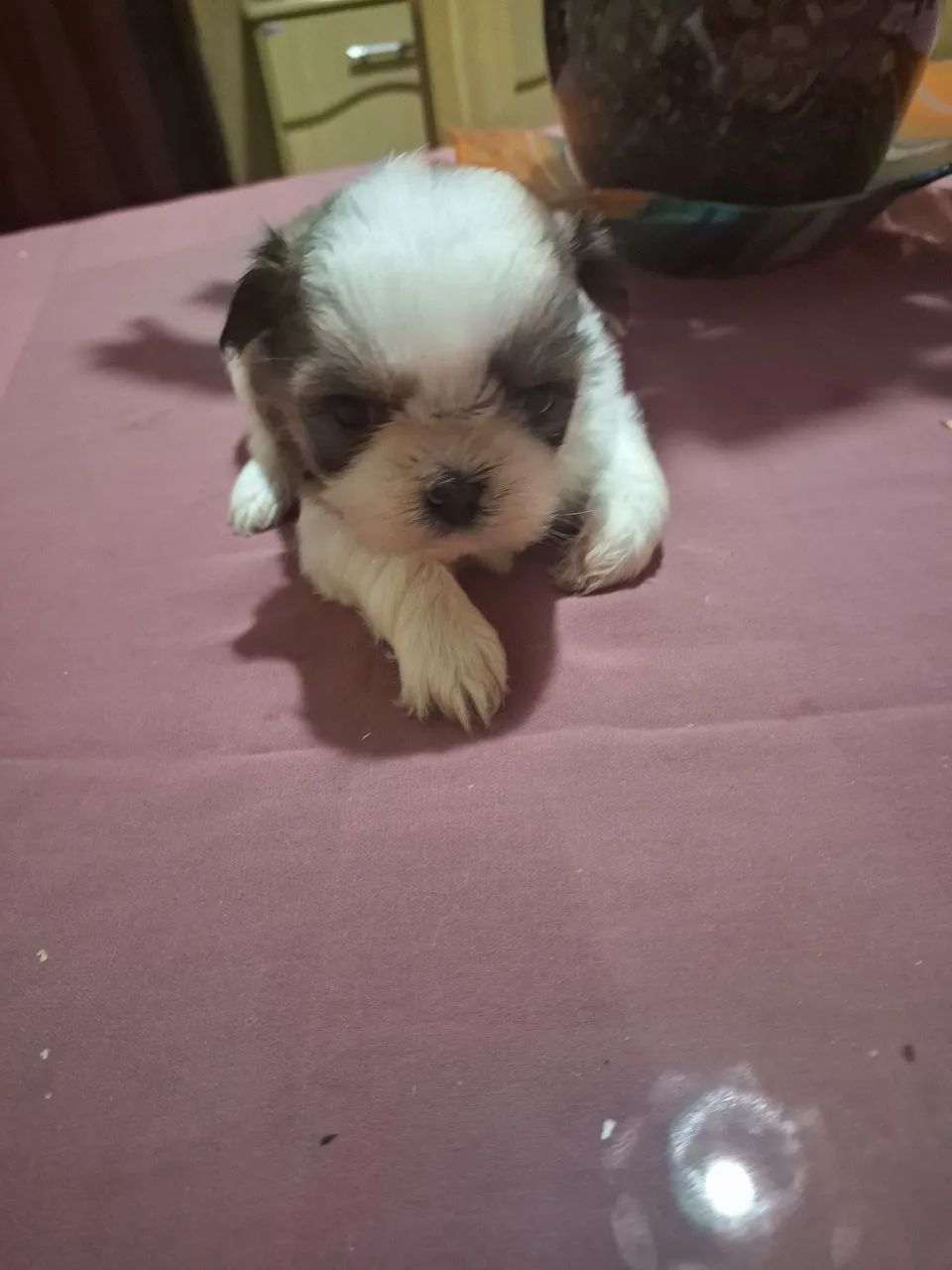 Vendas de cachorrinhos 