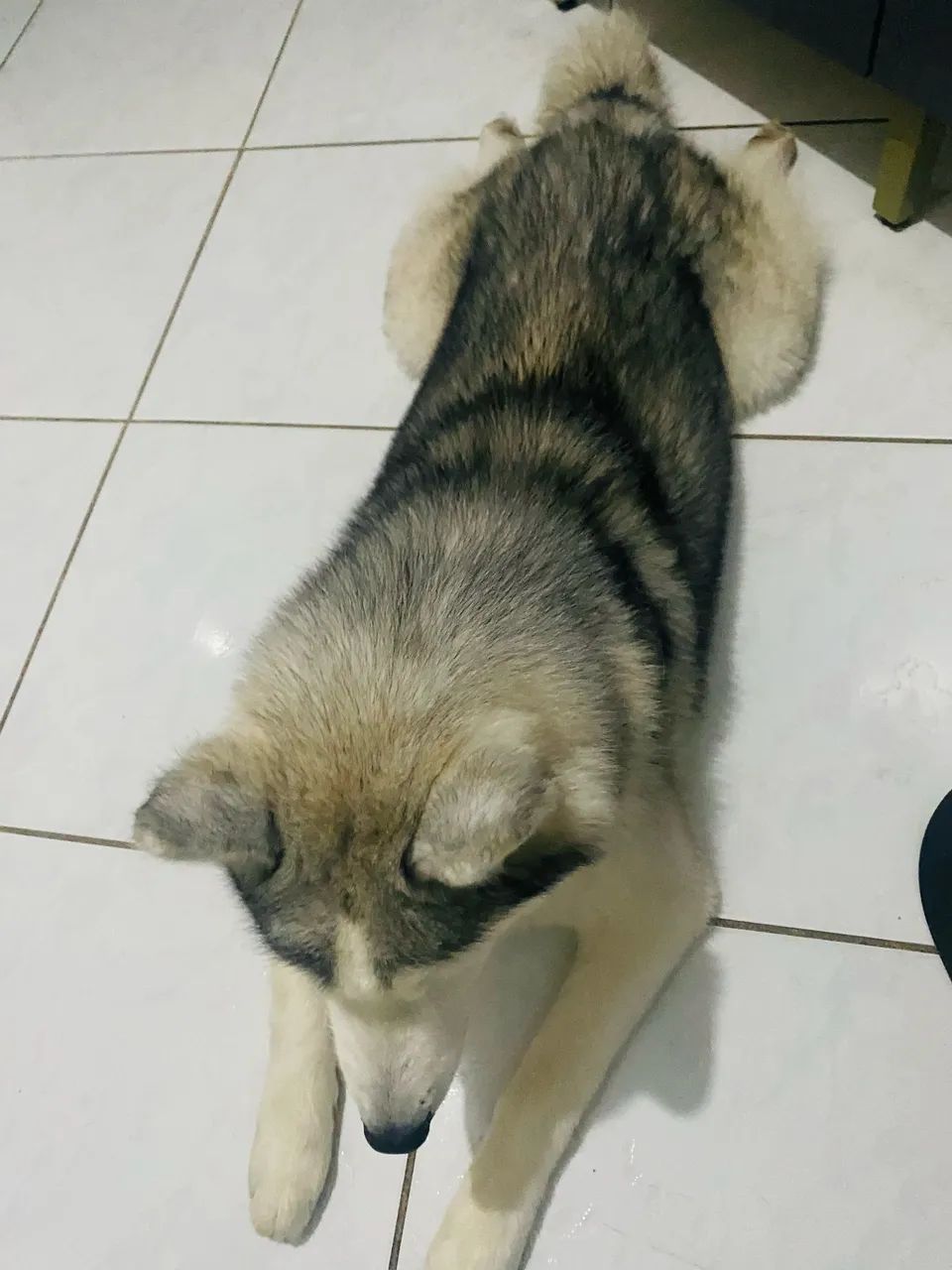 Husky siberiano - Foto 2