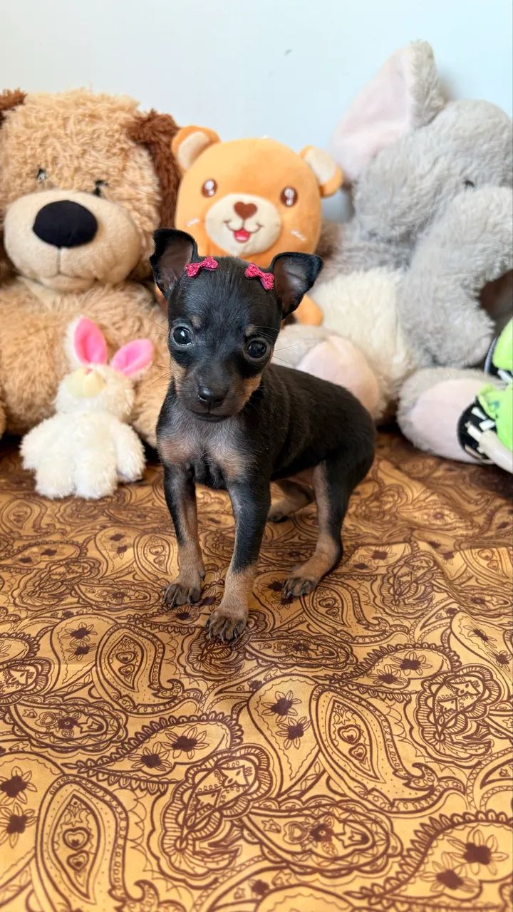 Pinscher 00 disponível  - Foto 4