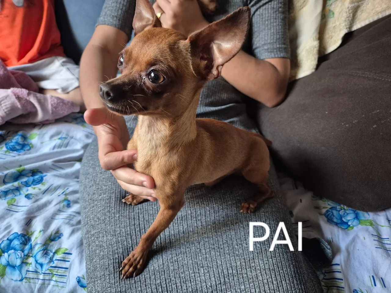 PINSCHER 0 - Foto 5