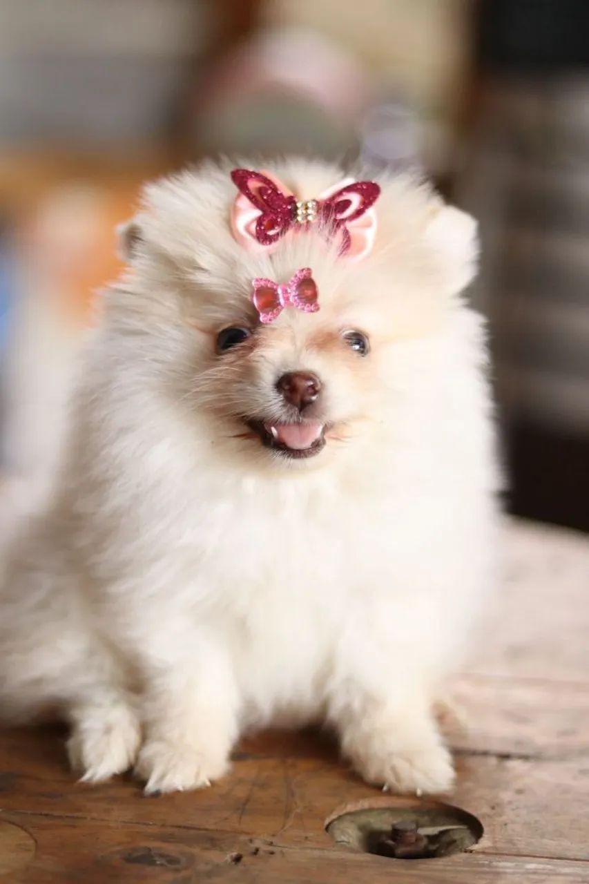 Spitz - Foto 4