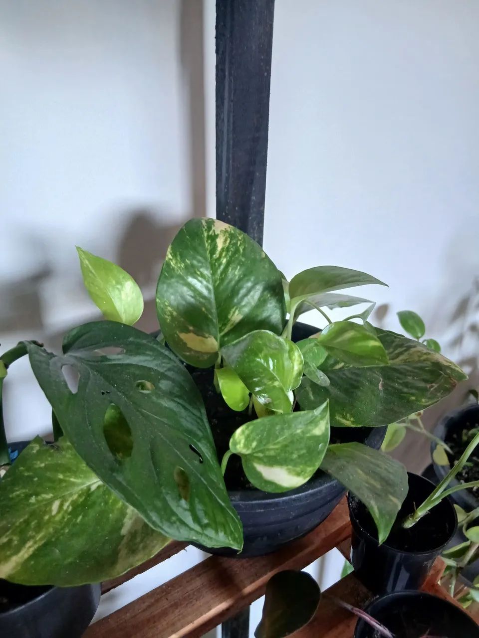 Plantas