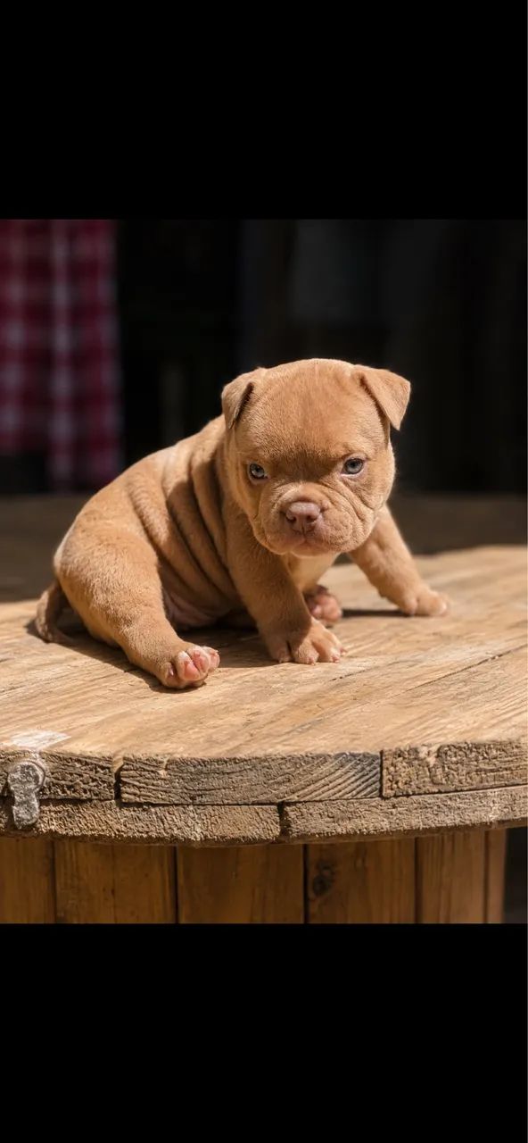 American bully micro  - Foto 2