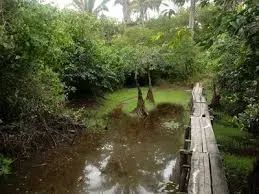 ALCÂNTARA-MA: Ilha a venda de 516 hectares no Litoral Maranhense - Foto 10