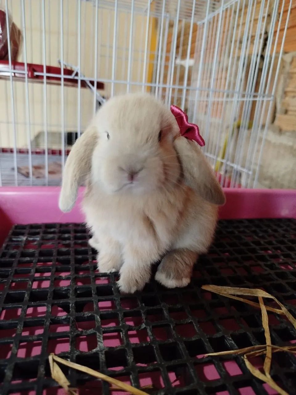 Mini Coelho Variadas Raças e VALORES 