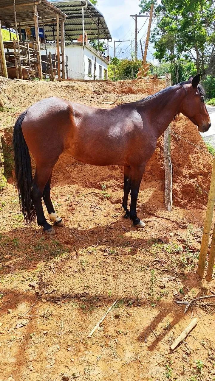 Égua  - Foto 4