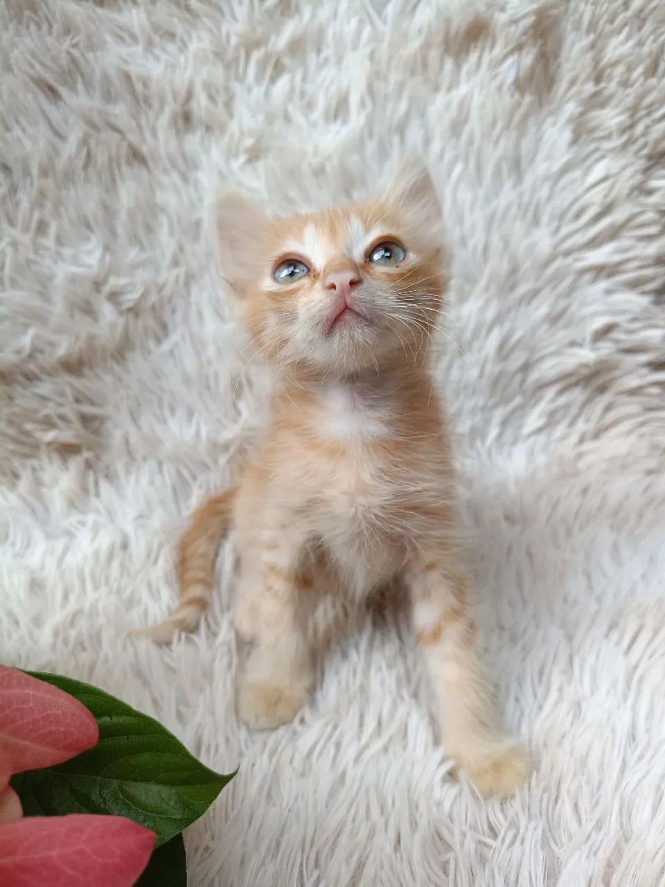 Adoção de Gatinho Latanja - Foto 3