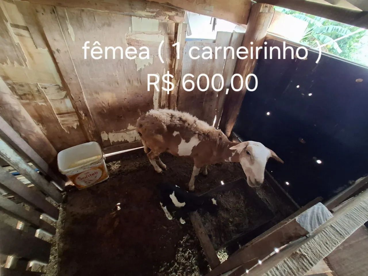 Venda de Animais de Fazenda - Foto 4