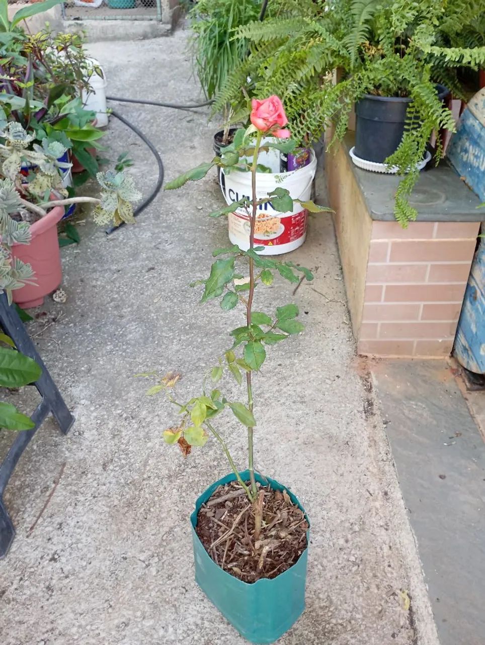 Plantas e sementes 