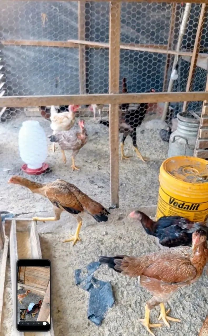Frango Caipira ( Limpos e Cortados ) - Foto 5