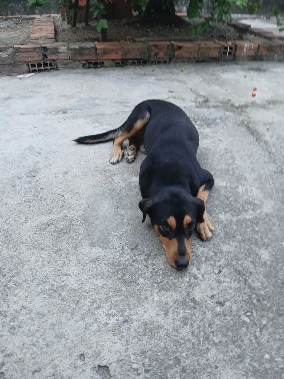 Doando um cachorro  - Foto 2