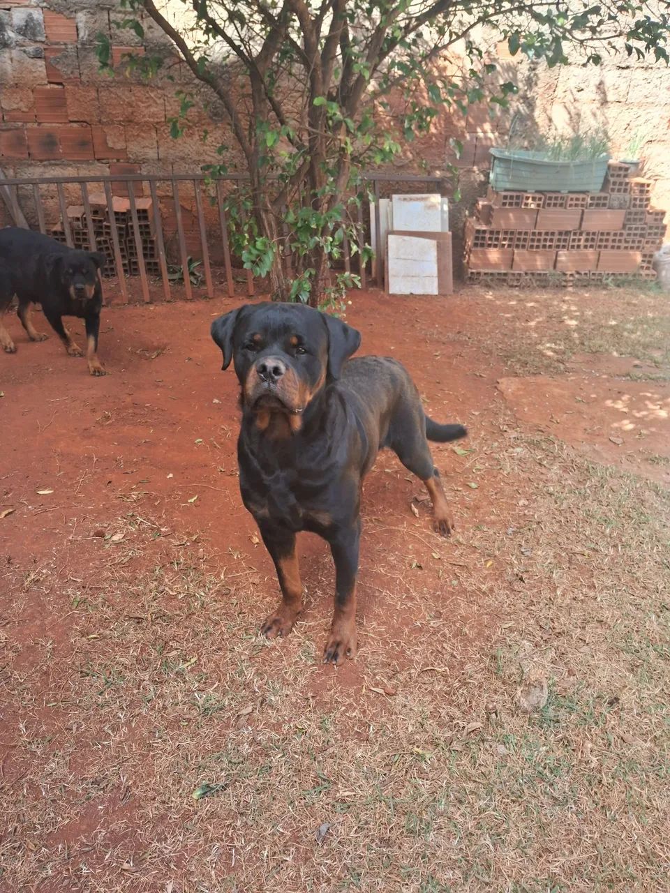 Rottweiler para  cobertura  - Foto 2