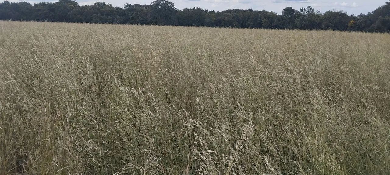 Andropogon 