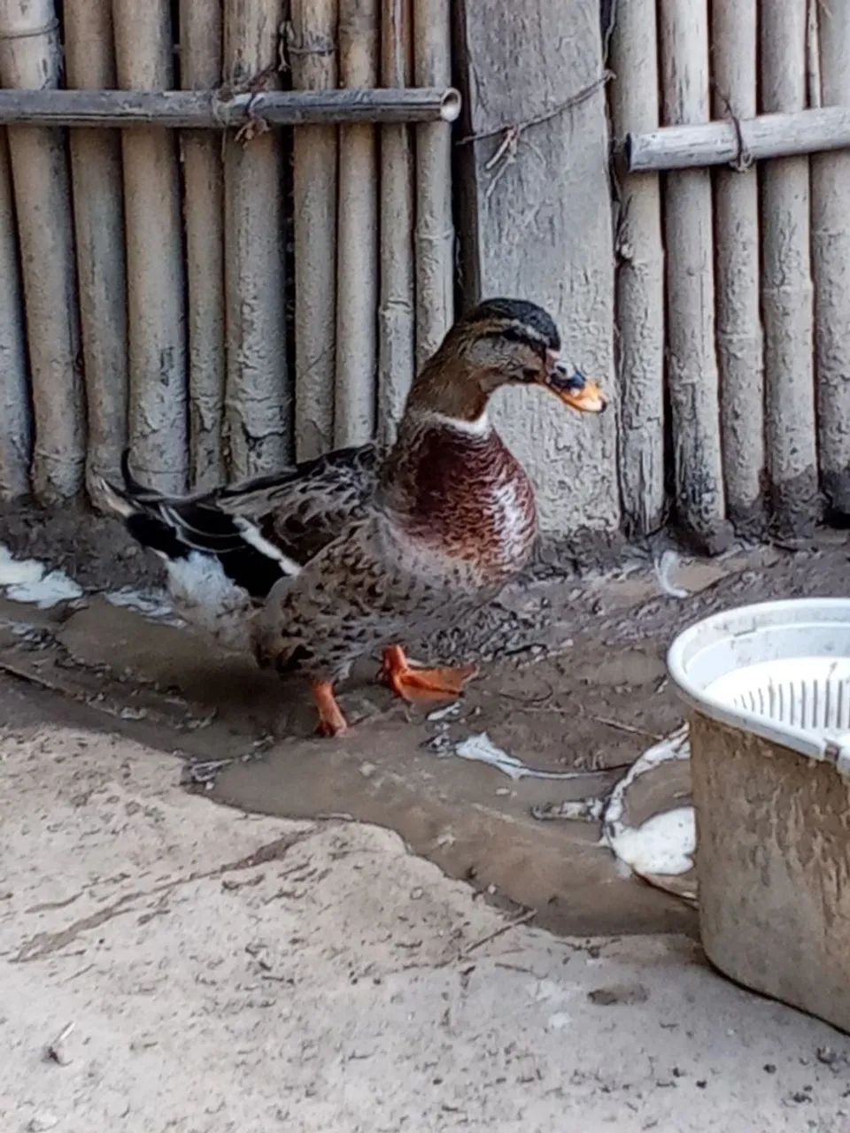 Casal de marecos