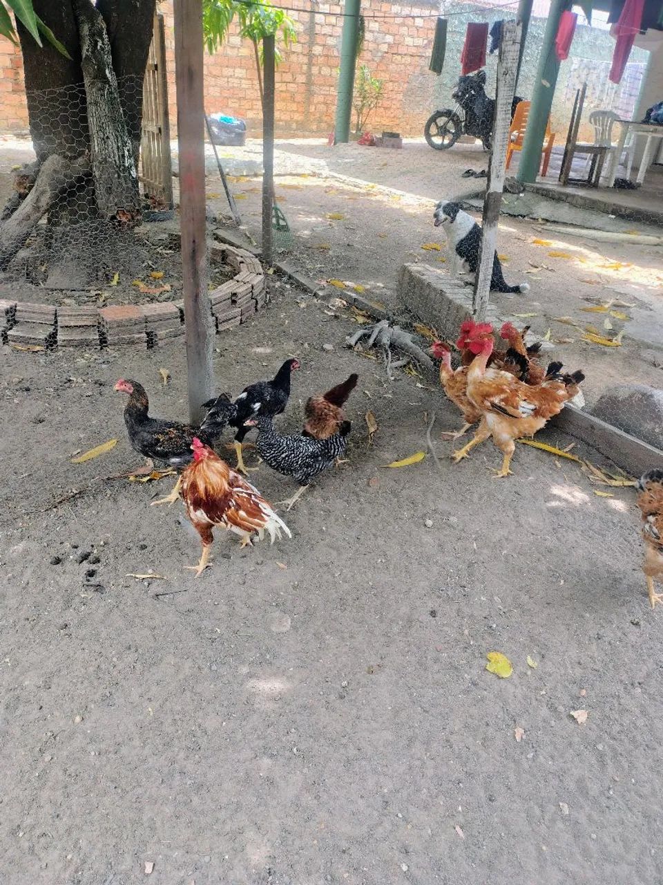 Galinha ? - Foto 5
