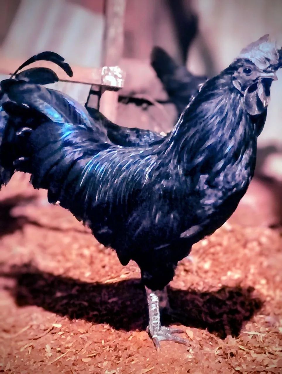 Ayam cenami  - Foto 2