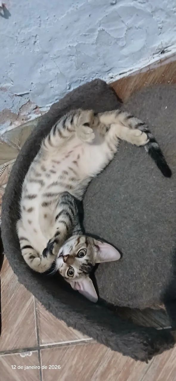 Gatos para Doação  - Foto 6