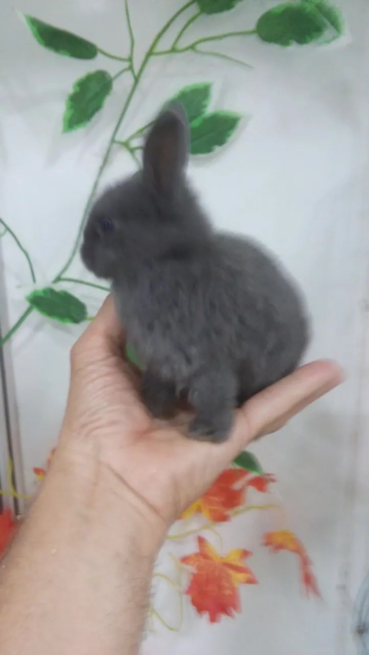 Míni coelhinho  - Foto 4