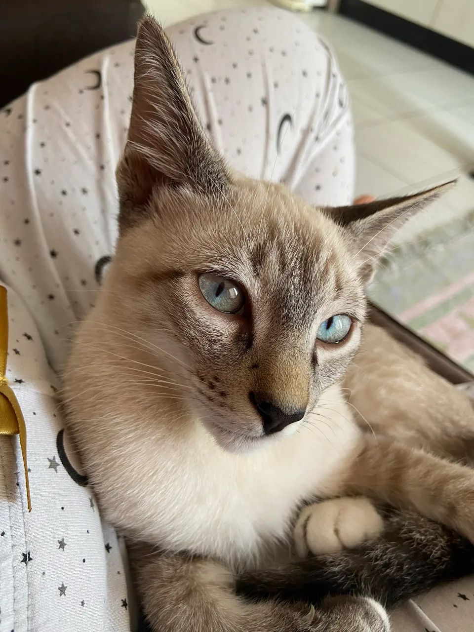 Doa-se Gato e Gata adultos  - Foto 2