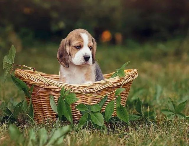 Beagle Carinho que acompanha sua jornada