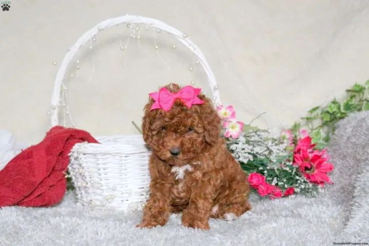 Poodle inteligente - fácil adaptação