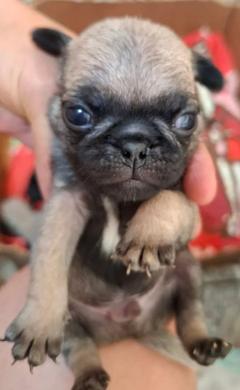 Pugs macho com 33 dias - Foto 2