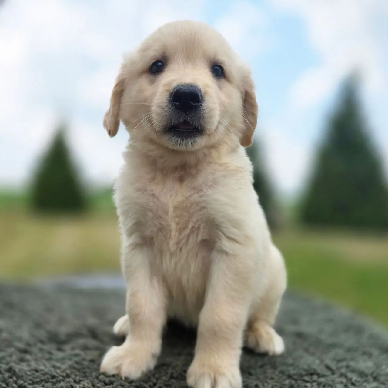 Golden Retriever: Inteligente e Dócil 