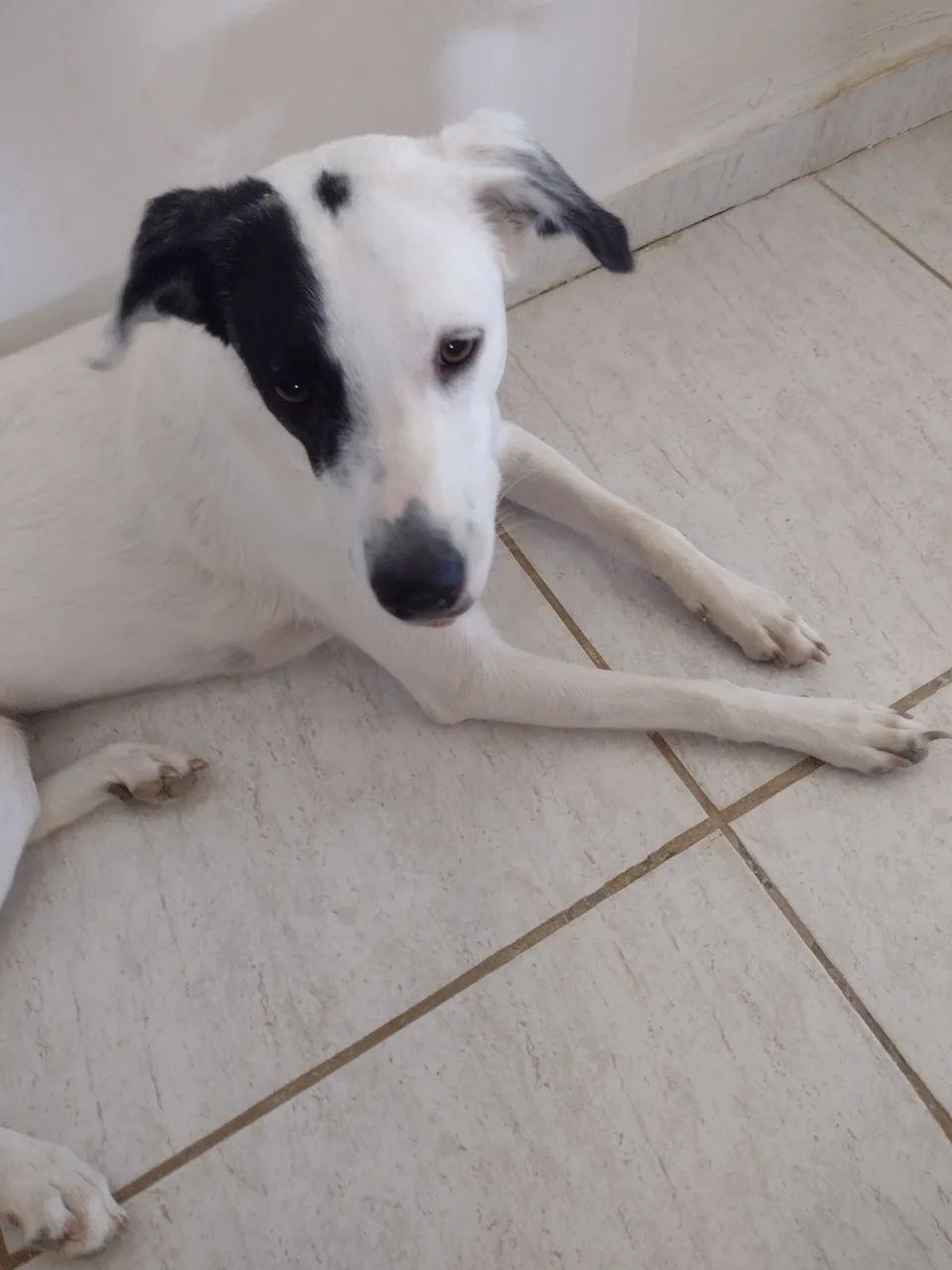 Cachorra pra doação responsável 