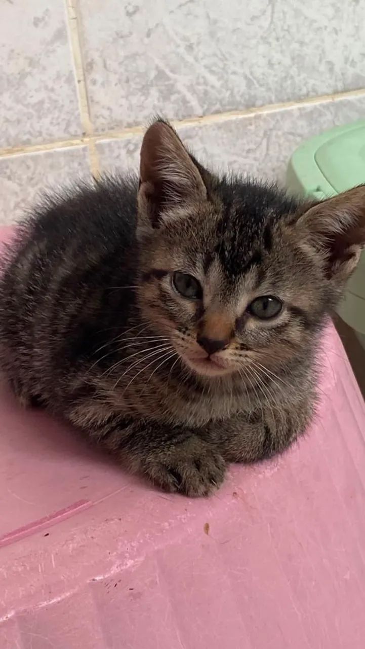 GATINHOS PARA ADOÇÃO RESPONSÁVEL - Foto 4