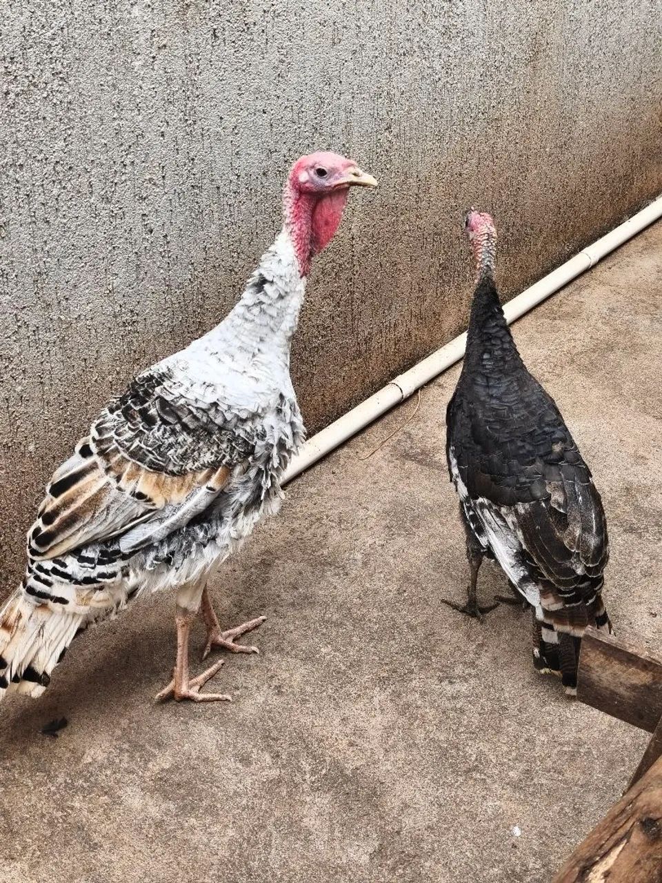 Vendo casal de Perus jovens  - Foto 5