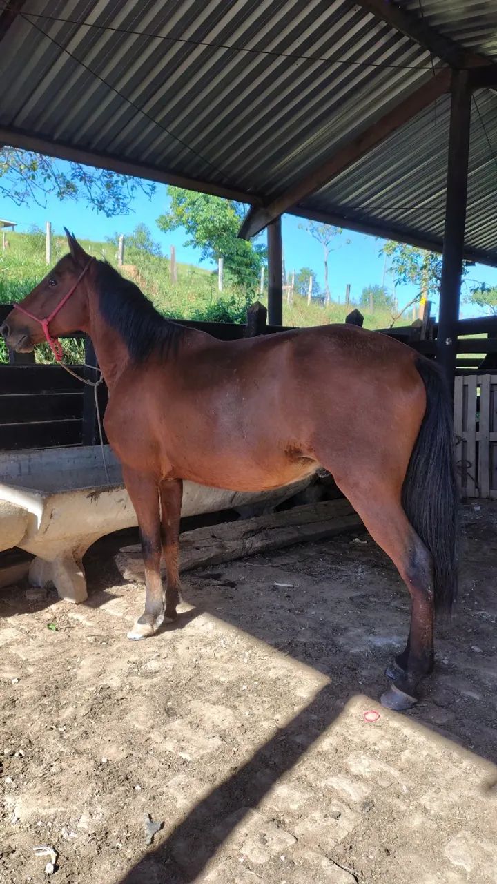 Cavalo  - Foto 5