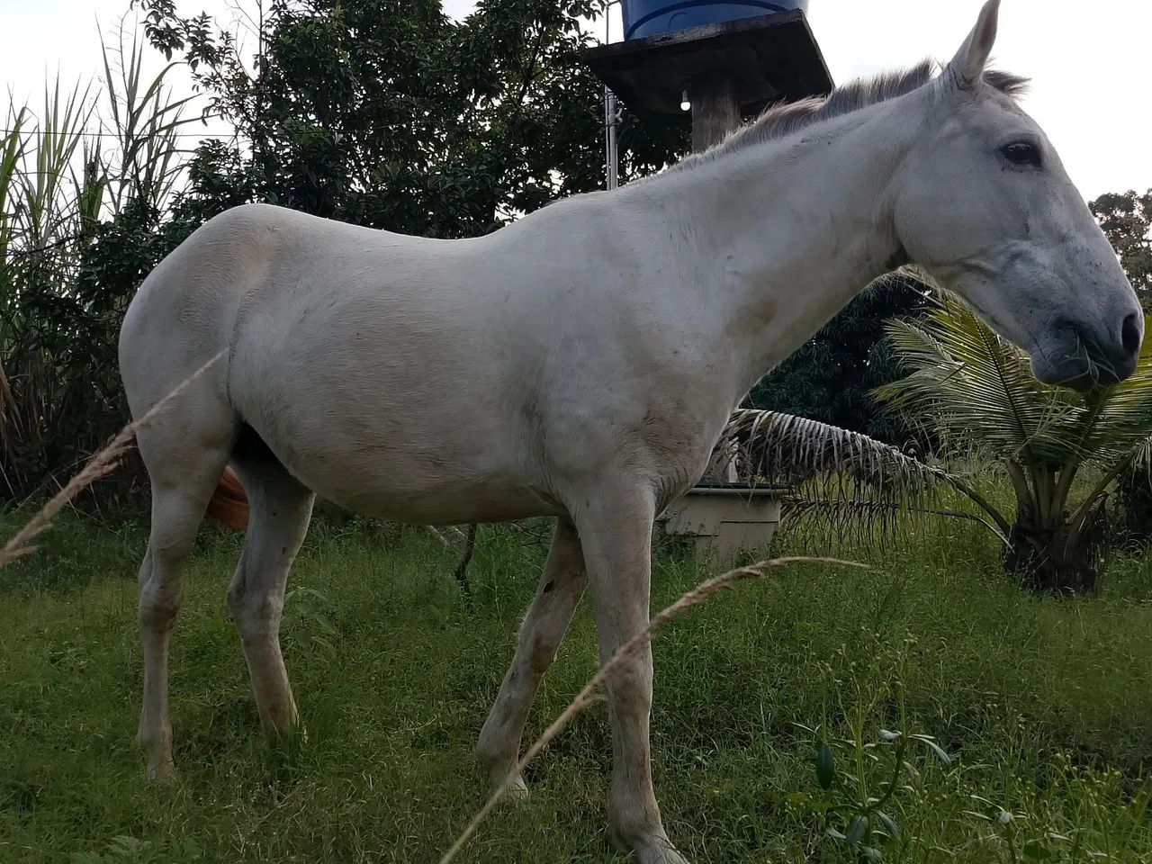Égua prenha + charretinha  - Foto 2