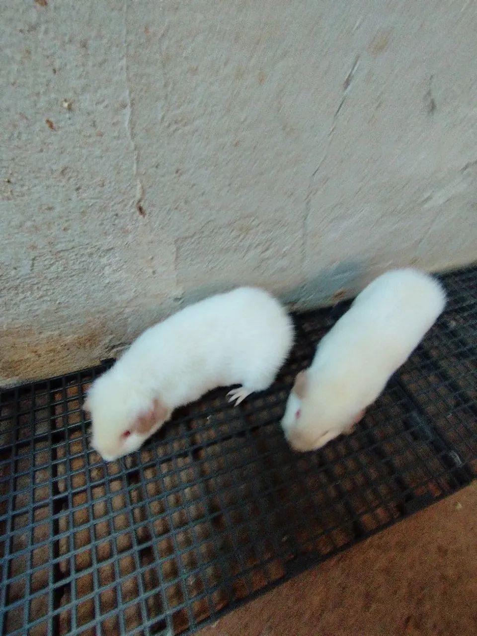 Porquinhos da índia Teddy macho - Foto 4