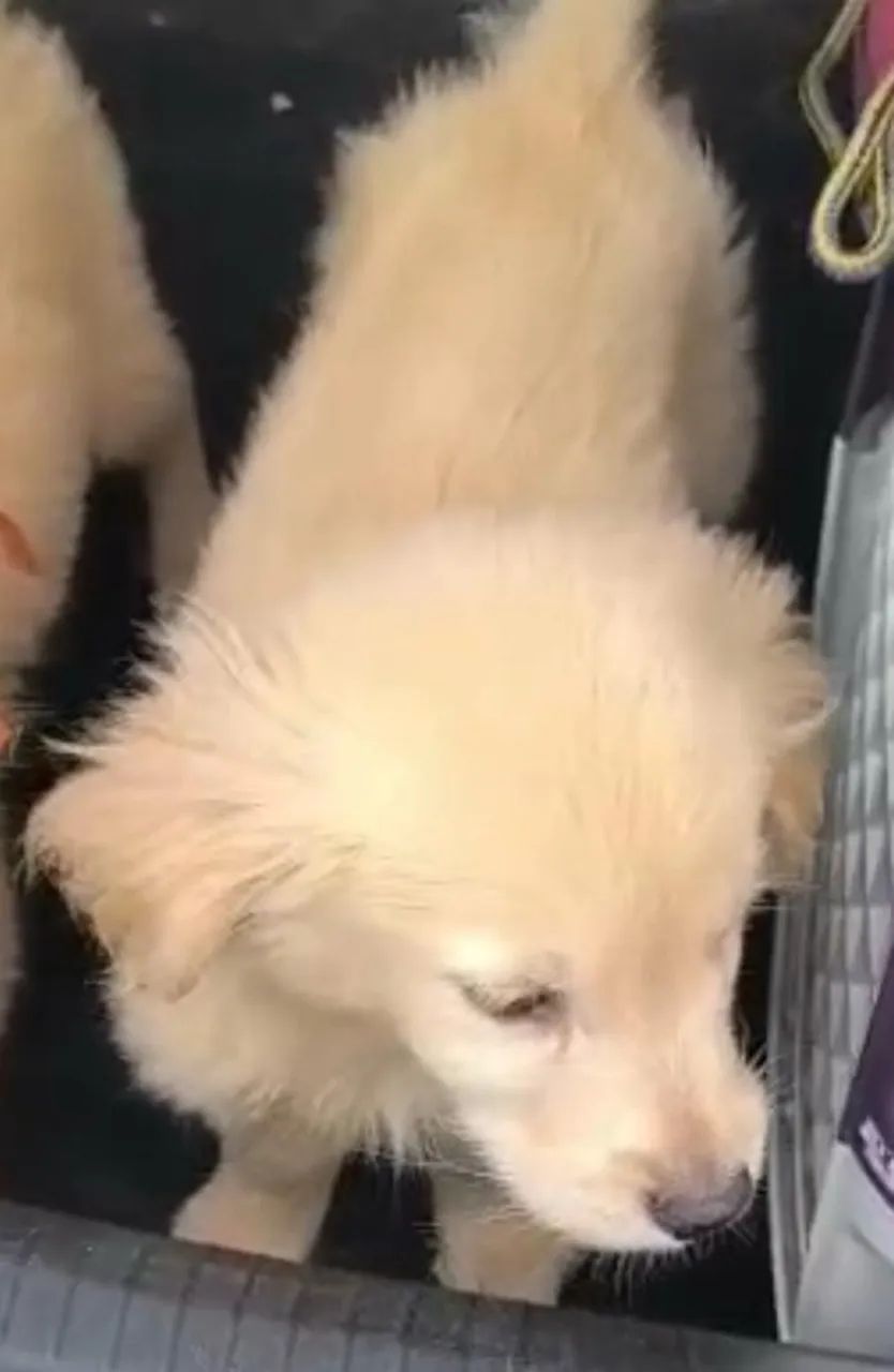 Golden retriever elegente e obediente 