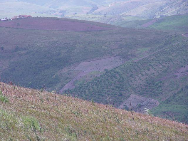 Fazenda com 80 hectares em Amaraji/Pe - REF. 286 - Foto 7