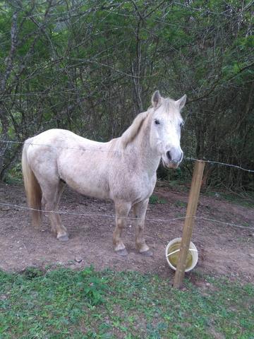 Cavalo criolo
