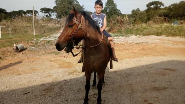 Cavalo Crioulo - Foto 2