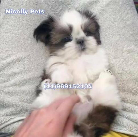 Shih Tzu vacinados e vermifugados
