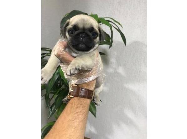 Pug Macho Caiu o valor!