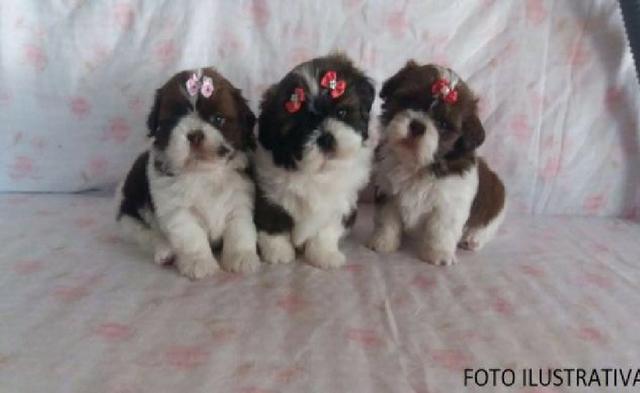 Shih Tzu Mini