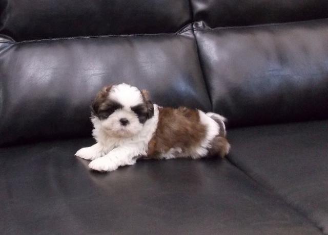 ShihTzu Macho com Garantia!