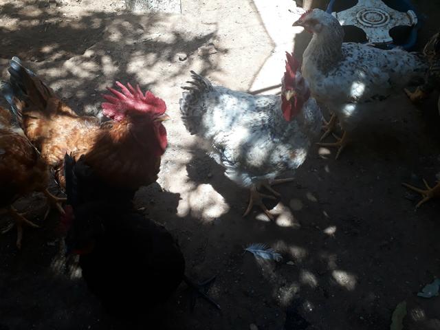 Galinhas - Foto 4